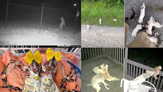 Strange sightings, cat vs. coyote, sweet reunions: This week's heartwarming, offbeat headlines