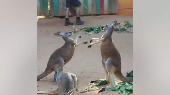 Two kangaroos tussle at San Antonio Zoo