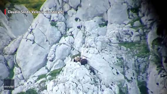 Fighting bears tumble down mountain in Spain