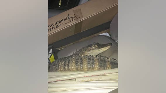 Alligator avoids charges, suspect arrested following car chase in Michigan