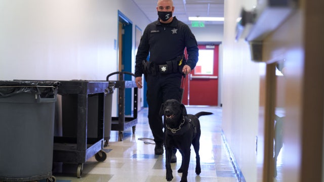 Dogs sniffed out COVID-19 more accurately than some lab tests, study says