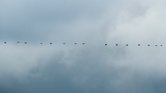 Bird flu arrives in Southwest after millions of birds die