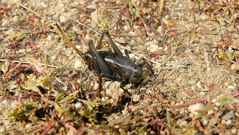 Mormon Cricket