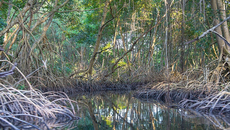 Island mangroves