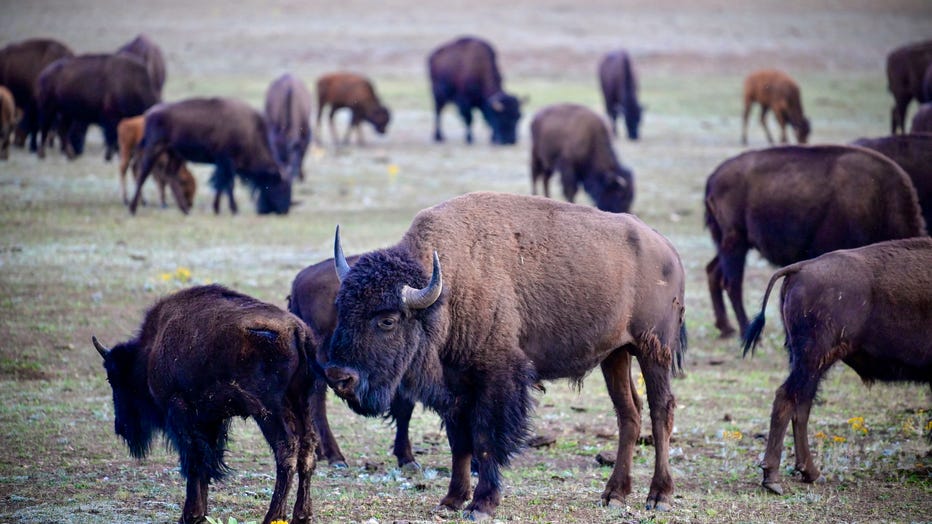 American Bisons, also called Buffaloes, graze near the North Rim of the Grand Canyon National Park on July 17, 2020.