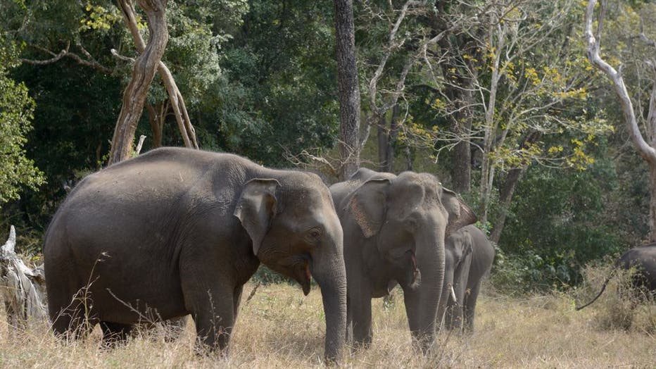 Forest elephants in India GETTY