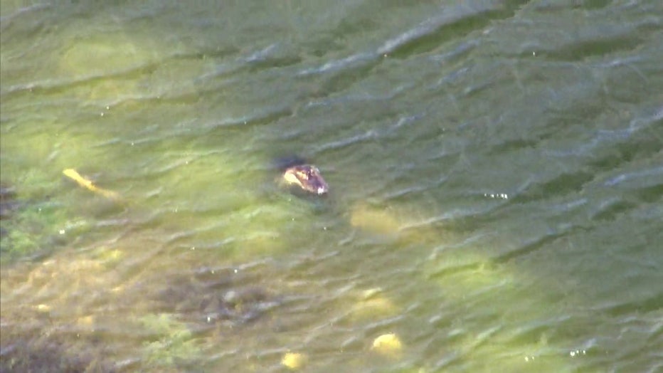 gator-florida-pond-wsvn.jpg