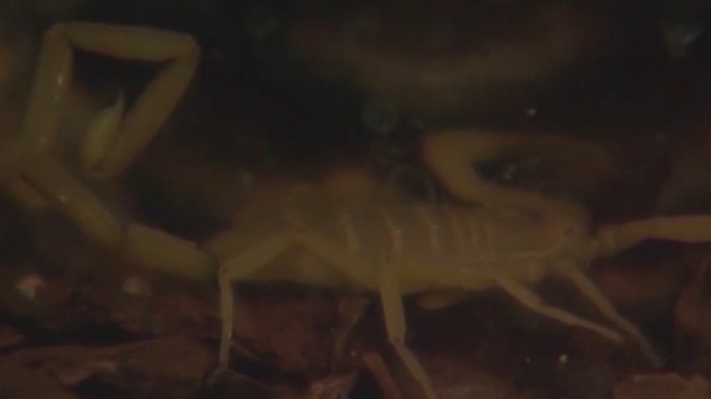 Arizona monsoon rains bring out scorpions: How to prevent, treat stings