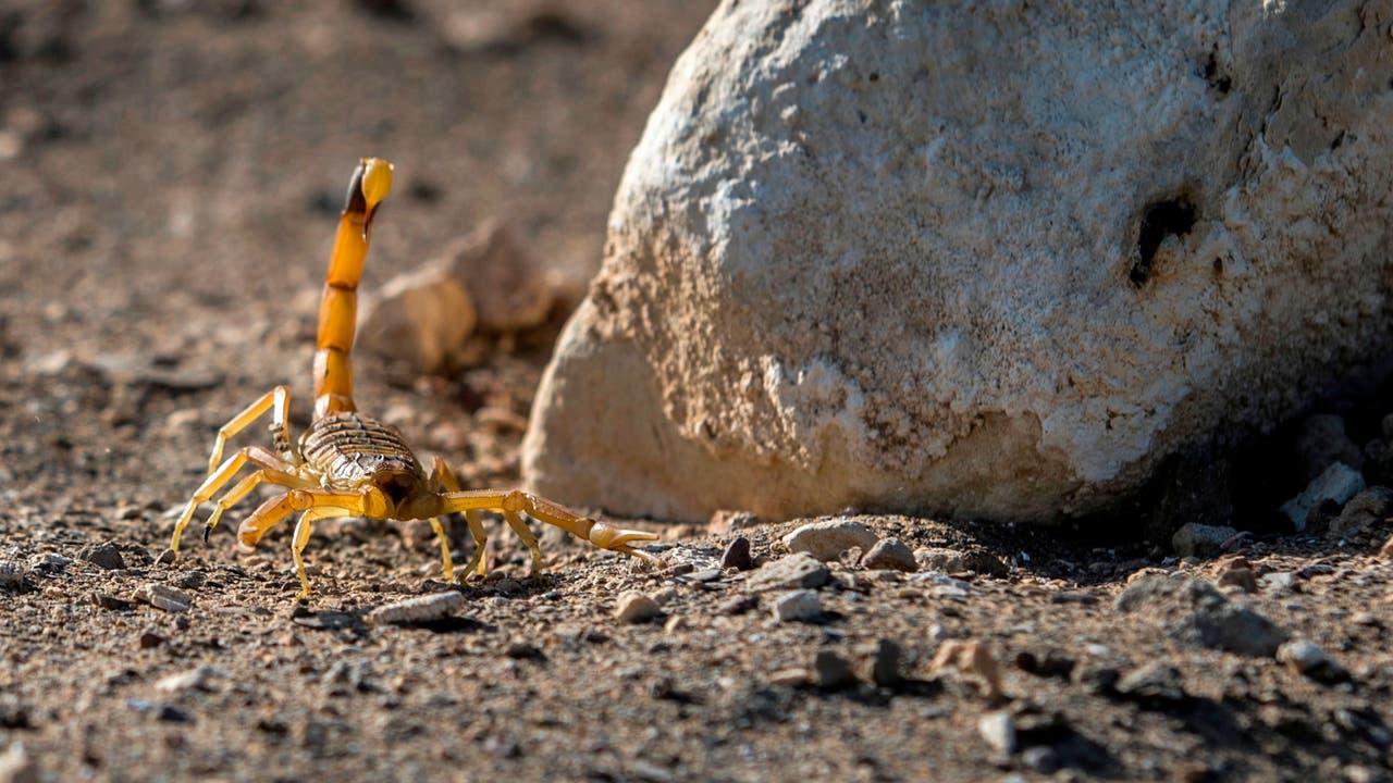 Scorpions in Arizona: Hot weather, monsoon activity are making these critters more active
