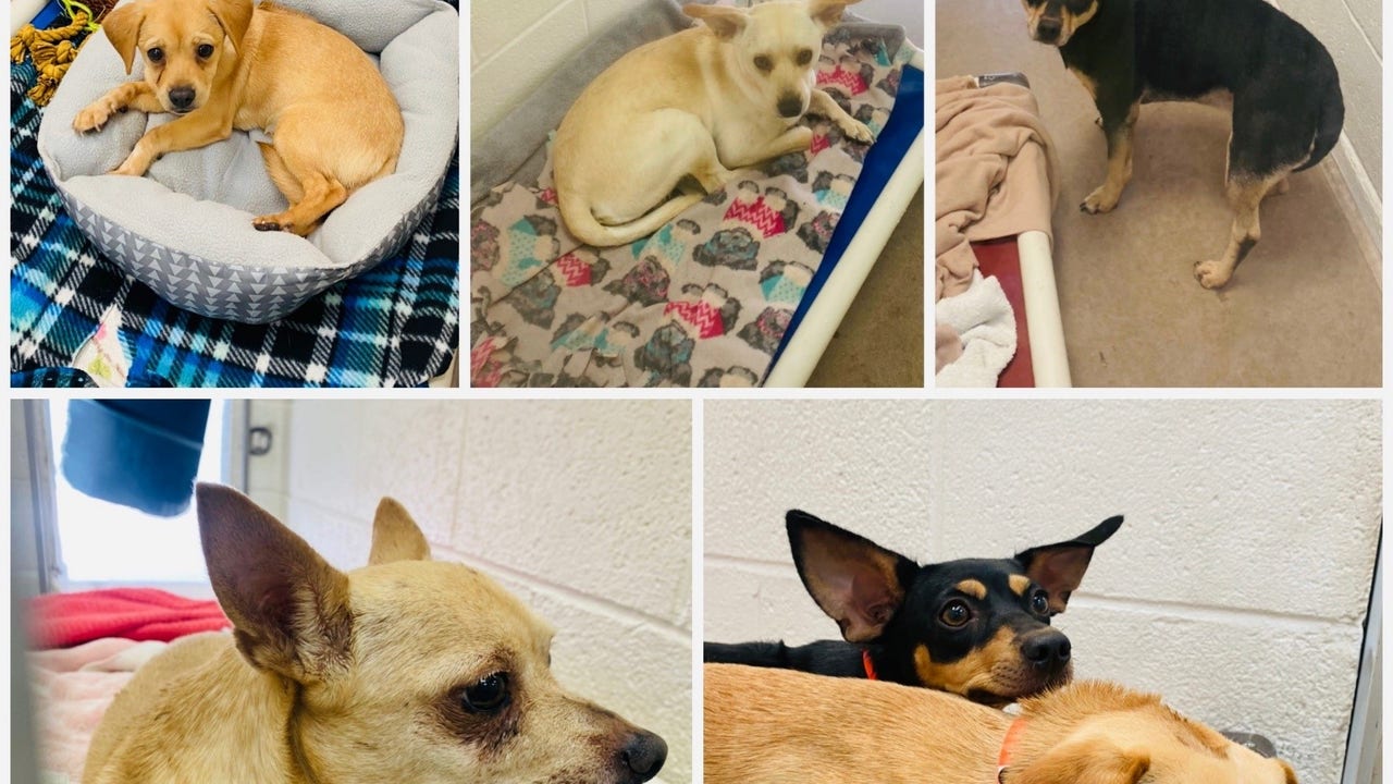 Missing chihuahua hot sale near me