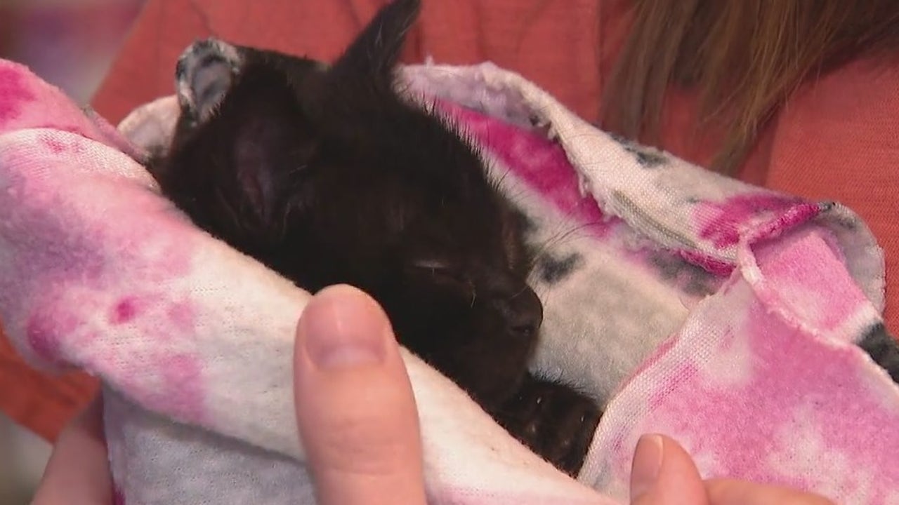 National Kitten Day: Arizona Animal Welfare League seeks cat foster parents