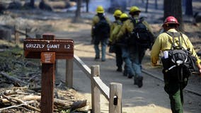 Sprinklers installed to protect iconic sequoia trees from wildfire in Yosemite National Park
