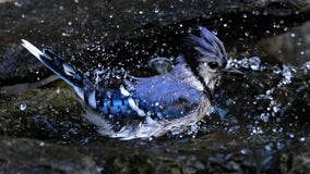 It's so hot in Tennessee that the birds are panting like dogs