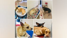 Rescuers discover 31 Chihuahuas in Tempe home after investigating hoarding case