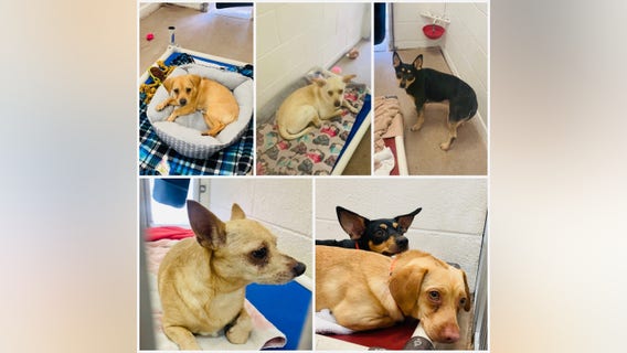 Rescuers discover 31 Chihuahuas in Tempe home after investigating hoarding case