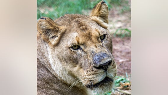 Birmingham Zoo: Lioness killed while meeting male lion