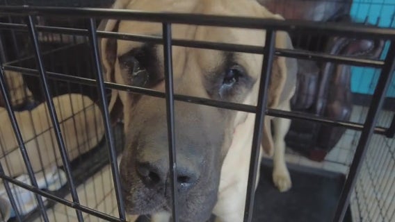 Arizona dog rescue says hoarding, abuse situations are increasing due to people wanting to make a quick buck