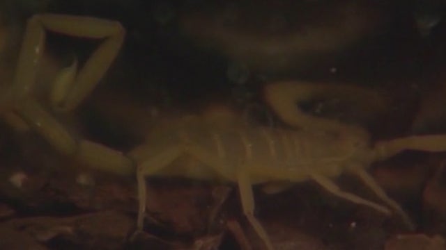 Arizona monsoon rains bring out scorpions: How to prevent, treat stings