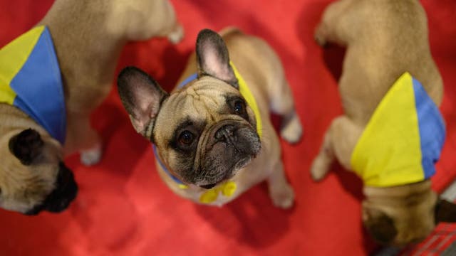 French bulldog thefts: Breed being targeted by thieves due to price, rise in popularity