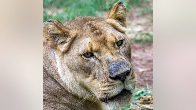 Birmingham Zoo: Lioness killed while meeting male lion