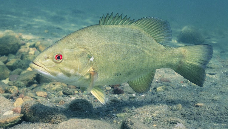 Smallmouth bass