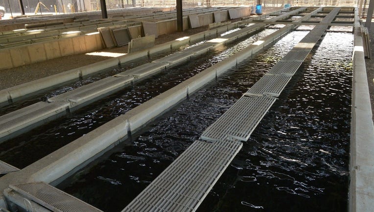 Page Springs Hatchery