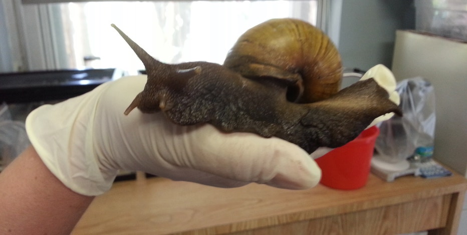 Invasive snail that loves damaging plants, living in humidity 