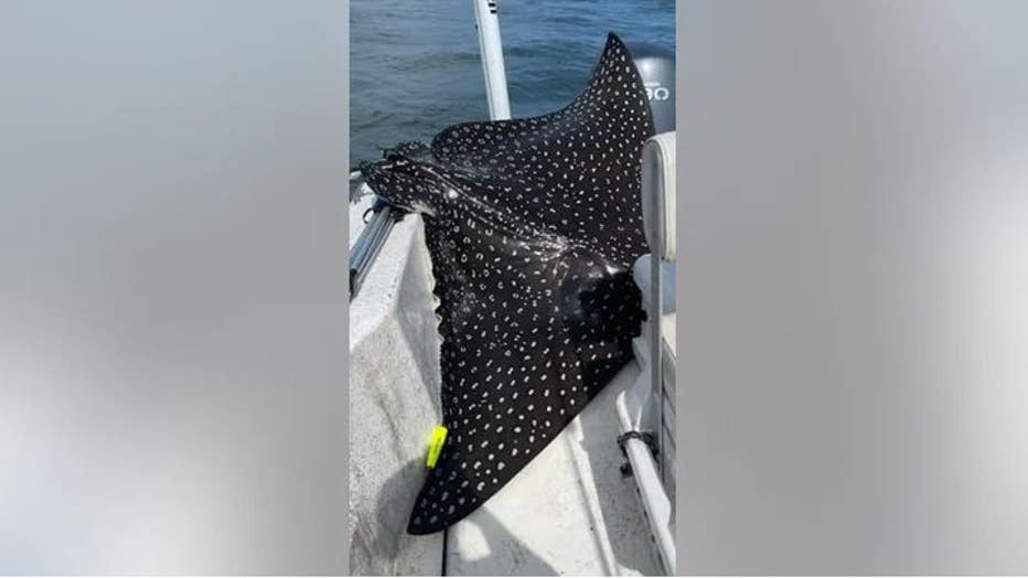 "Their white spots likely provide some camouflage protection from shark predators," said Brian Jones of the Daughin Island Sea Lab. (April Jones )