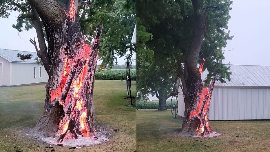 The tree is pictured burning on July 5, 2022, in Ridgeville Township, Ohio. (Credit: Ridgeville Township Volunteer Fire Department)
