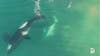Killer whales hunt 9-foot great white shark in drone video