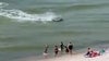 Watch: Massive hammerhead shark chases stingrays as swimmers flee Alabama beach
