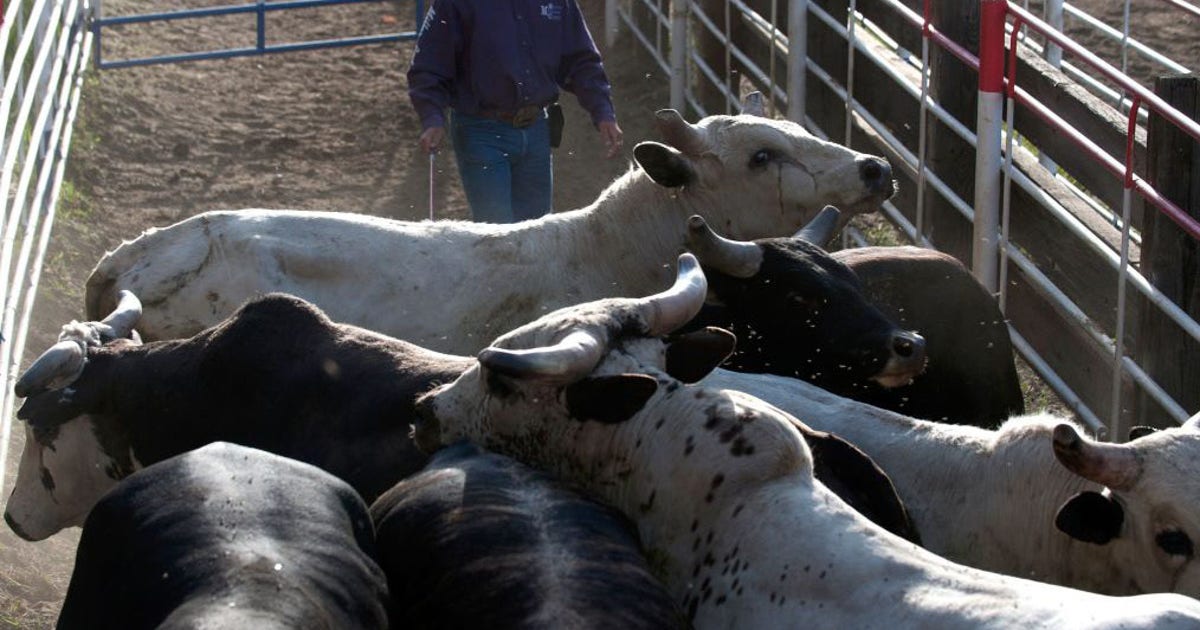 Escaped bull runs rampant in Israeli bank causing panic | FOX 10 Phoenix