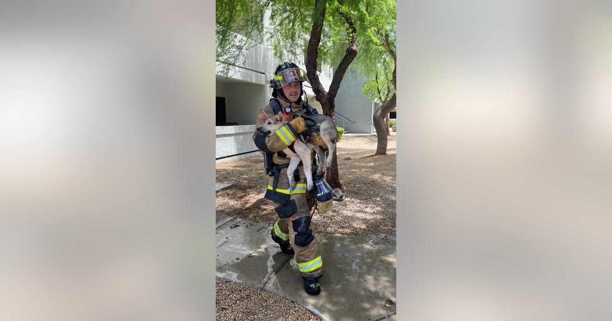 Dog rescued from north Phoenix apartment fire | FOX 10 Phoenix