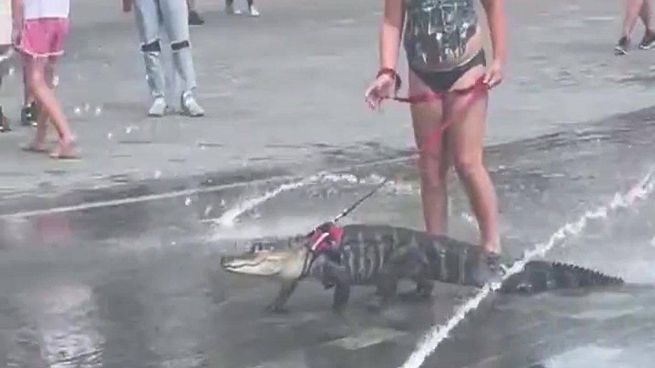 Alligator Woman Porn - Watch: Girl walks alligator on leash through splash pad on hot day