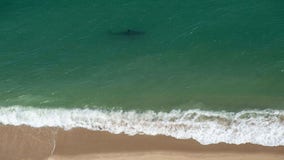 Over 20 great white shark sightings reported off Cape Cod this week, forcing beach closures