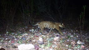 'El Jefe': Famous southern Arizona jaguar spotted for first time in 7 years