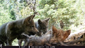 Nearly a dozen pups born to California wolf families