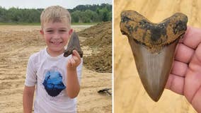 Boy, 8 years old, discovers giant shark tooth in South Carolina: 'Find of a lifetime'