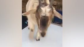Deputy finds goats munching on paperwork after leaving car door open