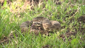 Scottsdale family finds family of rattlesnakes on front porch