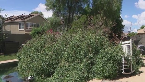 Tree topples over into Surprise woman's pool during powerful monsoon