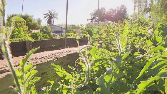 Phoenix partners with foundation to provide free backyard gardens