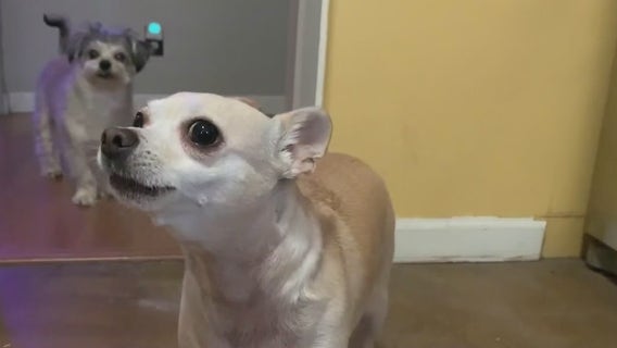 Service dogs: Taking a look at the work needed to train a dog to help those with disabilities