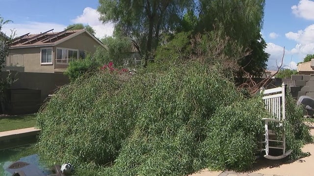 Tree topples over into Surprise woman's pool during powerful monsoon