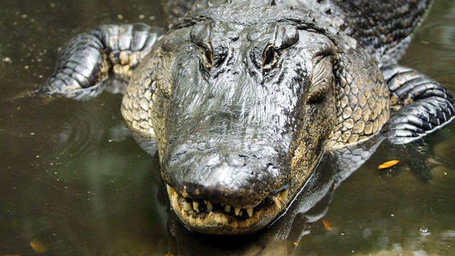 Police searching for alligator that was reportedly placed in Glendale lake