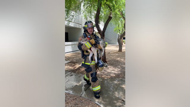 Dog rescued from north Phoenix apartment fire