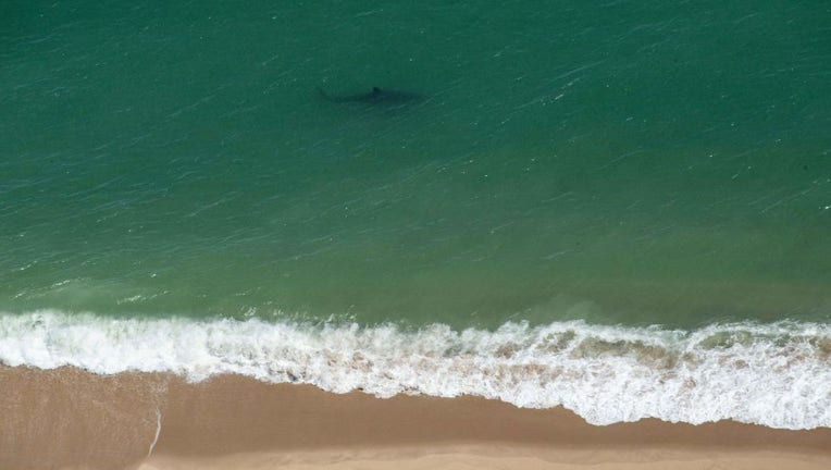 US-SHARKS-TOURISM-GREAT WHITE SHARKS