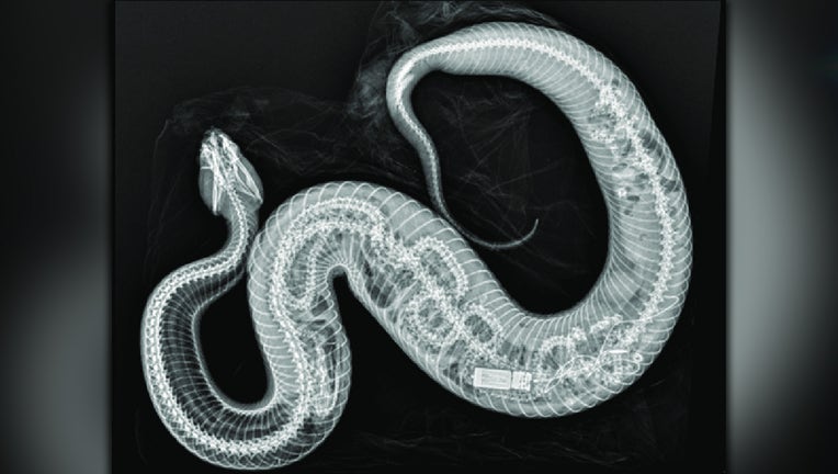 florida-burmese-python-inside-cottonmout