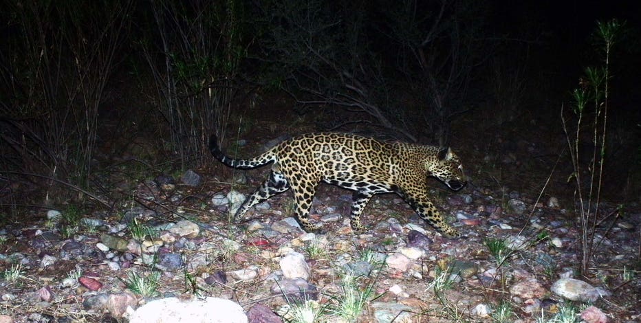 'El Jefe': Famous southern Arizona jaguar spotted for first time in 7 years