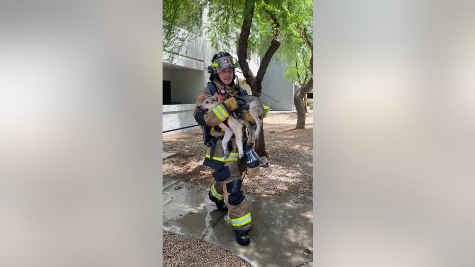 Phoenix firefighters rescued a dog from an apartment fire on Aug. 14.
